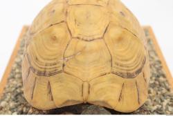 Turtles Animal photo references